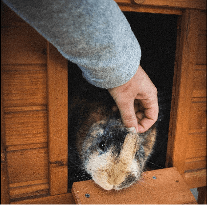 lapin dans cage maison Trixie Natura