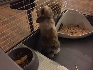 lapin qui boit dans une cage