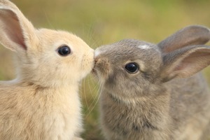 lapins qui s'embrassent