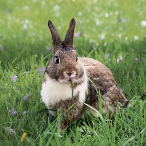 lapin en extérieur