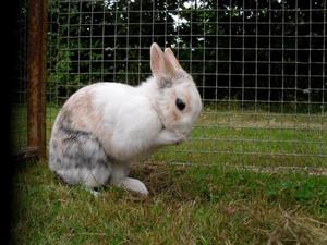 lapin dans cage extérieur