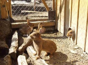 enclot à lapin